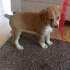 CORGIE MELEZ- 2 AYLIK- ERKEK fotoğraf