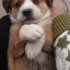 CORGIE MELEZ- 2 AYLIK- ERKEK fotoğraf