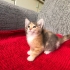 Çok güzel yavru kedi fotoğraf