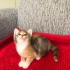 Çok güzel yavru kedi fotoğraf