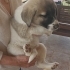 KANGAL MELEZ İLE CORGİE MELEZ ARASI fotoğraf