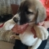 KANGAL MELEZ İLE CORGİE MELEZ ARASI fotoğraf