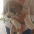 KANGAL MELEZ İLE CORGİE MELEZ ARASI fotoğraf