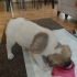 KANGAL MELEZ İLE CORGİE MELEZ ARASI fotoğraf
