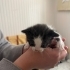 Fiko bebek ömürlük yuvasını arıyor fotoğraf