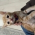 Acil bir demet sarman çiçeği fotoğraf