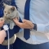 İyi huylu eğitimli fotoğraf