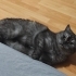10 aylık oyuncu Merlin'e yuva fotoğraf
