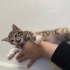 Eğitimli, sosyal ve çok tatlı dişi yavru kedi 🐾 fotoğraf