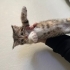 Eğitimli, sosyal ve çok tatlı dişi yavru kedi 🐾 fotoğraf