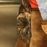 Eğitimli, sosyal ve çok tatlı dişi yavru kedi 🐾 fotoğraf
