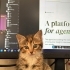 Eğitimli, sosyal ve çok tatlı dişi yavru kedi 🐾 fotoğraf