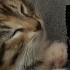Eğitimli, sosyal ve çok tatlı dişi yavru kedi 🐾 fotoğraf