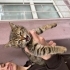 Tatlı sevecen yavruya yuva fotoğraf