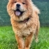 AŞILARI TAM CHOW CHOW..!! (ÇİN ASLANI) fotoğraf