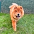AŞILARI TAM CHOW CHOW..!! (ÇİN ASLANI) fotoğraf