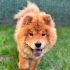 AŞILARI TAM CHOW CHOW..!! (ÇİN ASLANI) fotoğraf