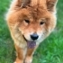 AŞILARI TAM CHOW CHOW..!! (ÇİN ASLANI) fotoğraf