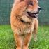 AŞILARI TAM CHOW CHOW..!! (ÇİN ASLANI) fotoğraf