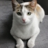 Ömürlük Yuva Arıyoruz fotoğraf