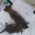 3 haftalık yavru kedi fotoğraf