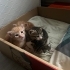Acil yuva arayan 4 minik patili 🐾 (2 Nisan doğumlu) fotoğraf