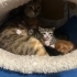 Acil yuva arayan 4 minik patili 🐾 (2 Nisan doğumlu) fotoğraf