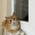 Erken evre böbrek hastası fotoğraf
