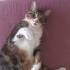 ACİL YUVA ARIYORUZ fotoğraf