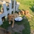 MİNİ MİNİ LABRADOR MELEZLERİ fotoğraf