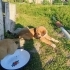 MİNİ MİNİ LABRADOR MELEZLERİ fotoğraf