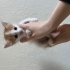 Sokağa atılan 6 yavru fotoğraf