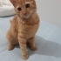 SARMAN ÖMÜRLÜK YUVA ARIYOR fotoğraf