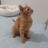 SARMAN ÖMÜRLÜK YUVA ARIYOR fotoğraf