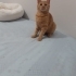 SARMAN ÖMÜRLÜK YUVA ARIYOR fotoğraf