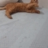 SARMAN ÖMÜRLÜK YUVA ARIYOR fotoğraf