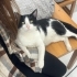 Yakışıklı Kartal Yuva arıyor fotoğraf