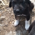 Sahibinden yavru çoban köpeği fotoğraf