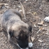Sahibinden yavru çoban köpeği fotoğraf