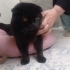 Acil Yuva Arayan Scottish Fold fotoğraf