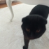 Acil Yuva Arayan Scottish Fold fotoğraf