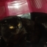 Acil Yuva Arayan Scottish Fold fotoğraf