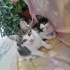 3 yavru kedi. 2 aylıklar. 2 dişi 1 erkek fotoğraf