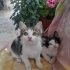 3 yavru kedi. 2 aylıklar. 2 dişi 1 erkek fotoğraf