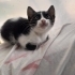 3 yavru kedi. 2 aylıklar. 2 dişi 1 erkek fotoğraf