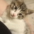 Gofret Bebek yavru kedi fotoğraf