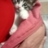 Gofret Bebek yavru kedi fotoğraf