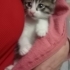 Gofret Bebek yavru kedi fotoğraf