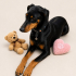 Ücretsiz sahiplenme Doberman fotoğraf