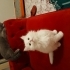 Uysal bir kedi kedimi çok oyuncudur. fotoğraf